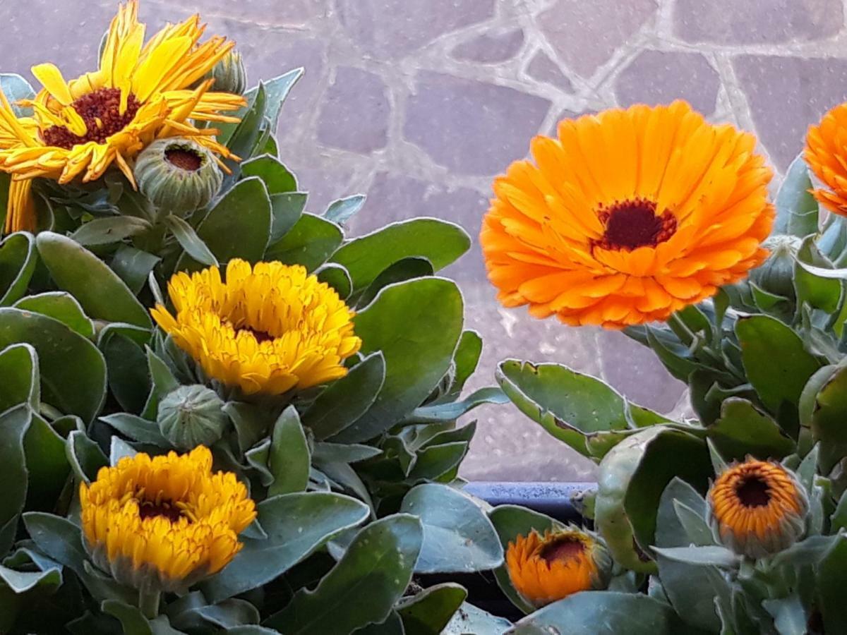 Flowery House Apartment Rome Exterior photo